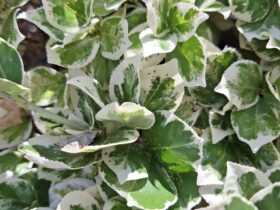 Tarcznik Wrzecionowaty