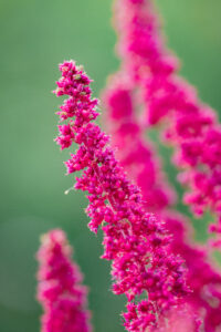 astilbe