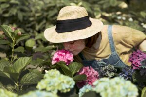 Hortensje pielęgnacja