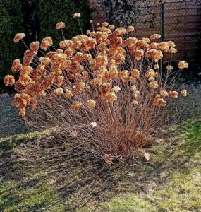 Hortensje po zimie - suche pędy do przycięcia