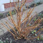 Przycinanie Hortensji Po Zimie