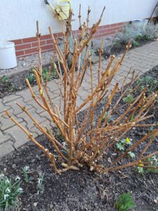 Przycinanie Hortensji Po Zimie