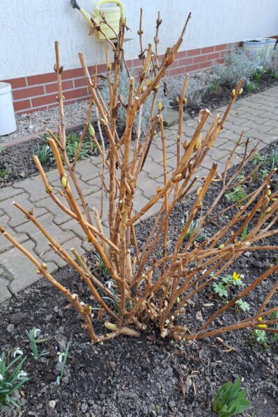 Przycinanie Hortensji Po Zimie