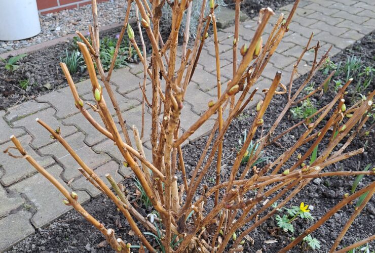 Przycinanie Hortensji Po Zimie