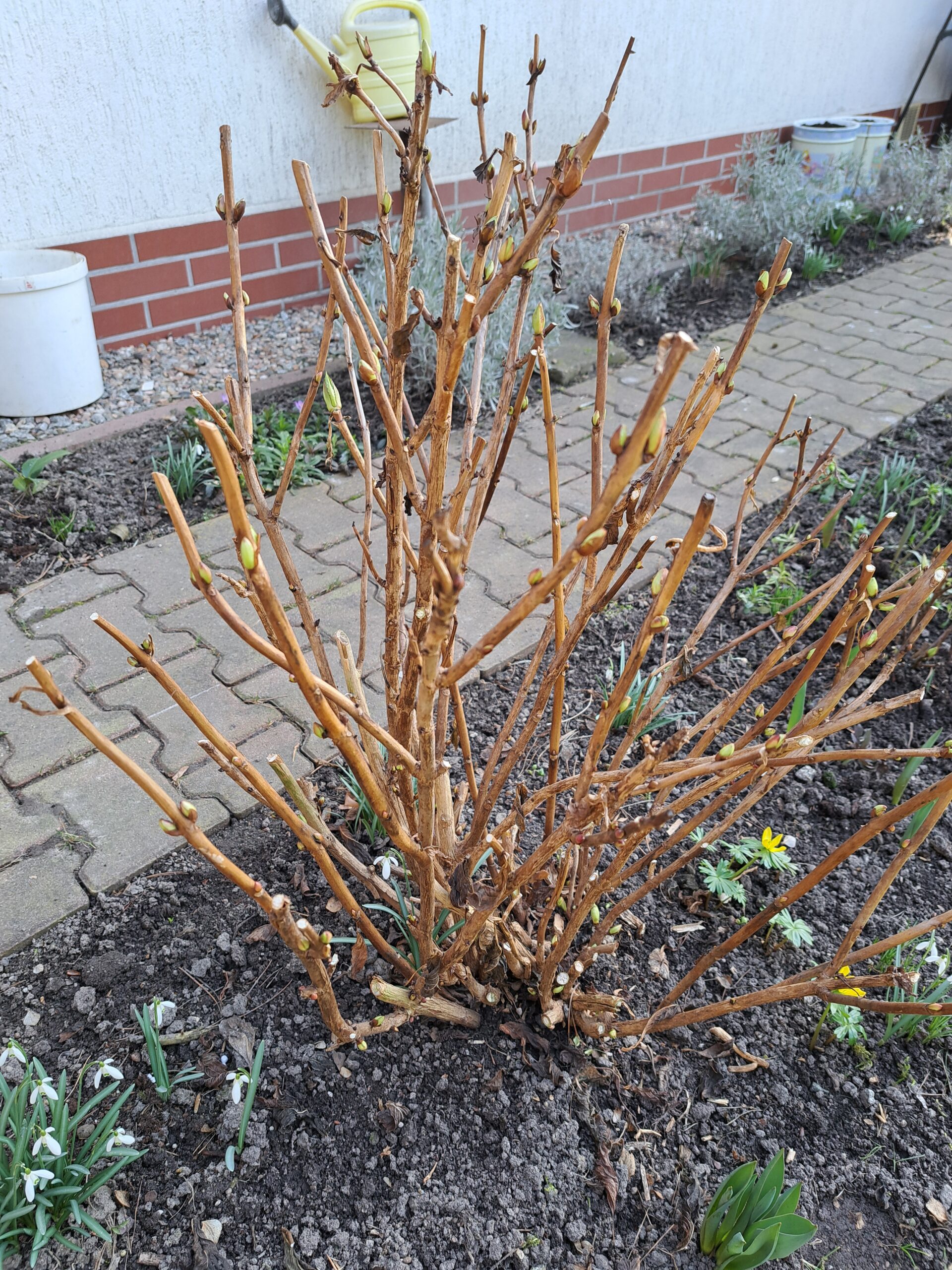 Przycinanie Hortensji Po Zimie