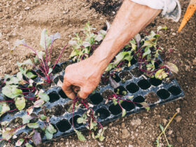 Sadzenie warzyw do gruntu