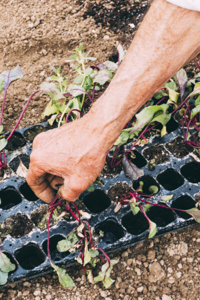 Sadzenie warzyw do gruntu