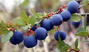 Świdośliwa - Owoce